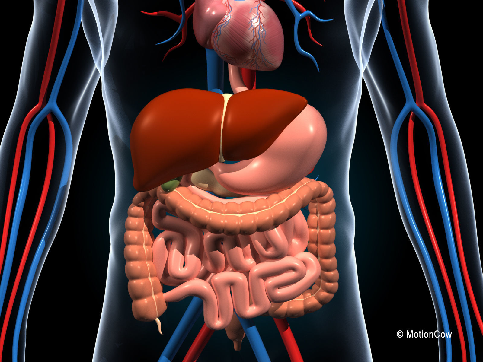 Human Digestive System 3D model_1