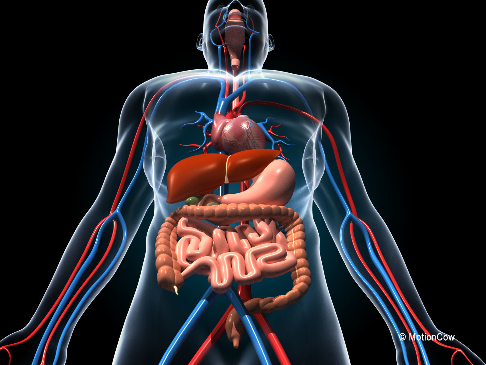 Human Digestive System 3D model_10