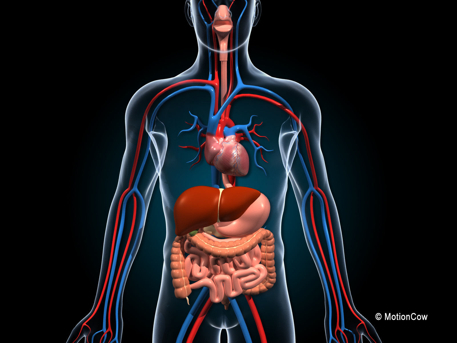 Human Digestive System 3D model_5