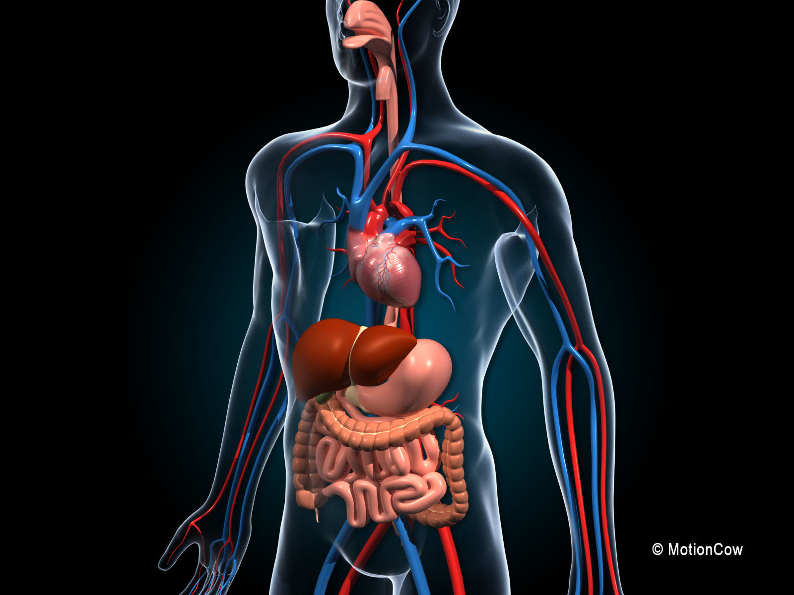 Human Digestive System 3D model_6