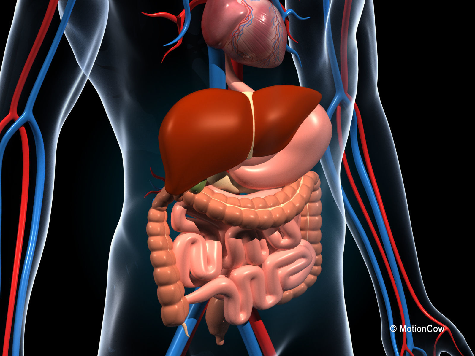 Human Digestive System 3D model_4