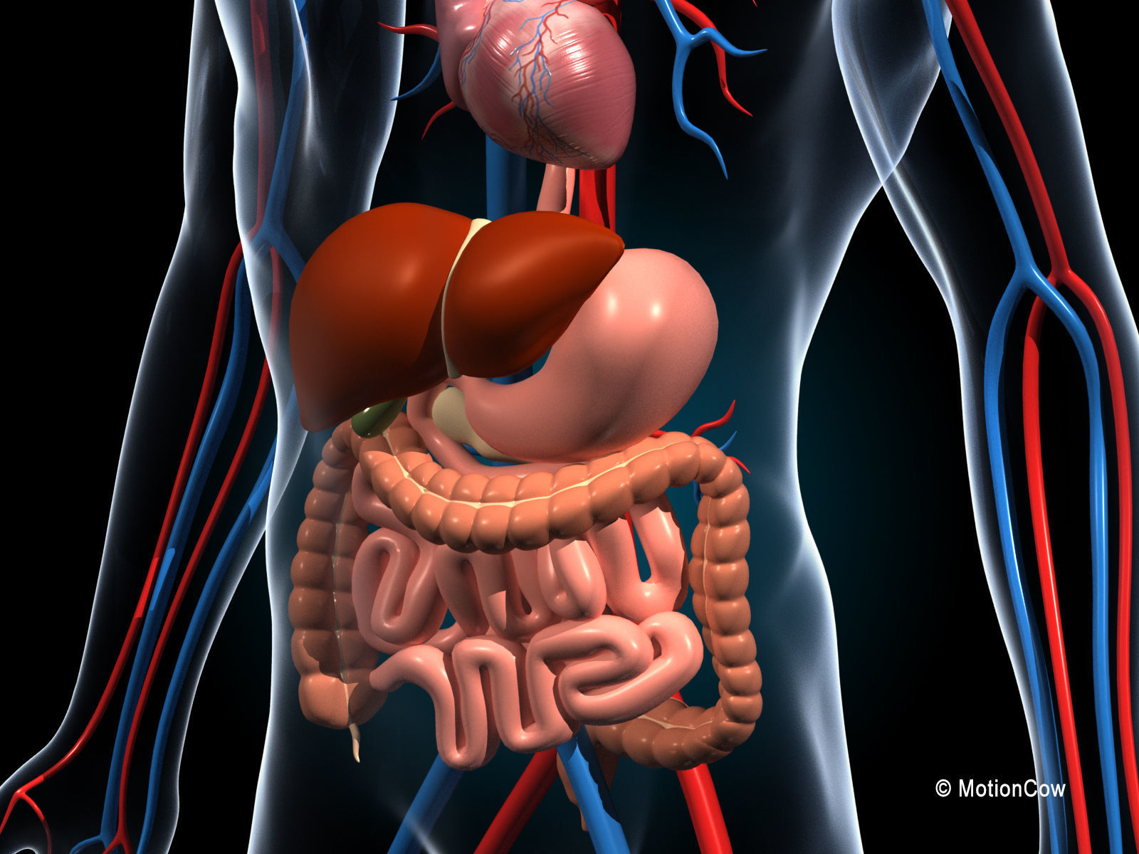 Human Digestive System 3D model_3