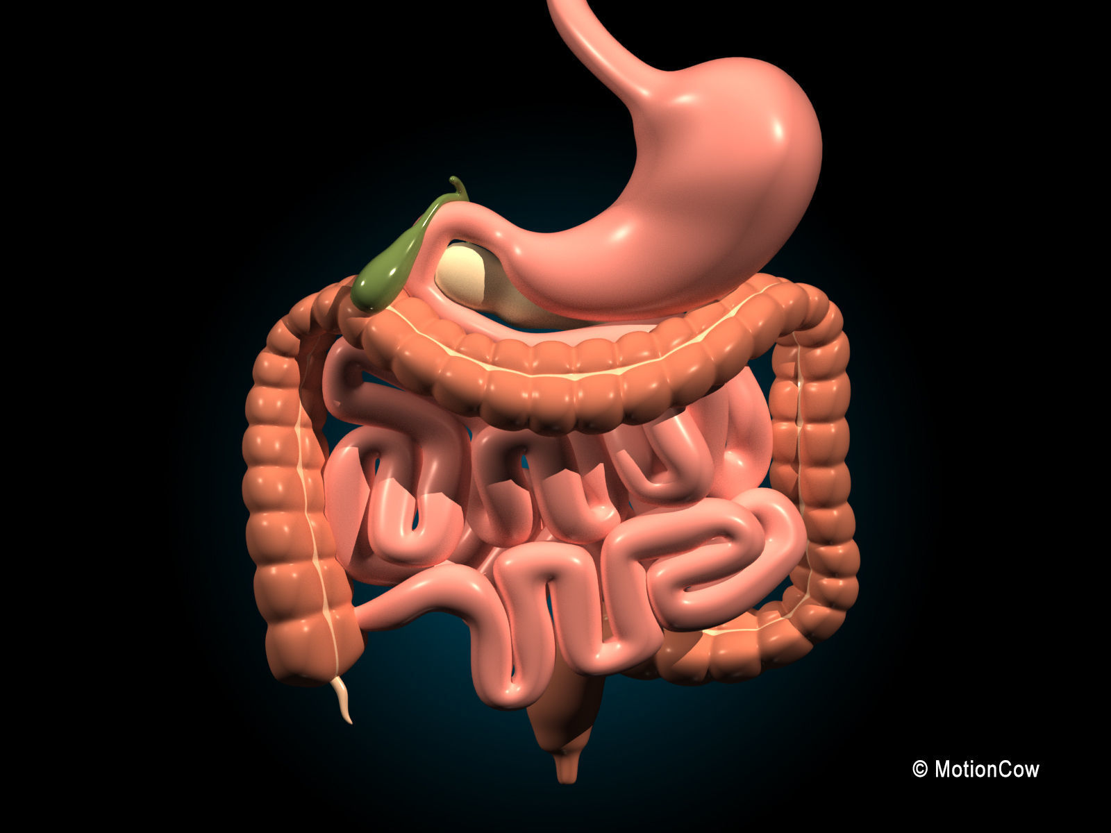 Human Digestive System 3D model_11