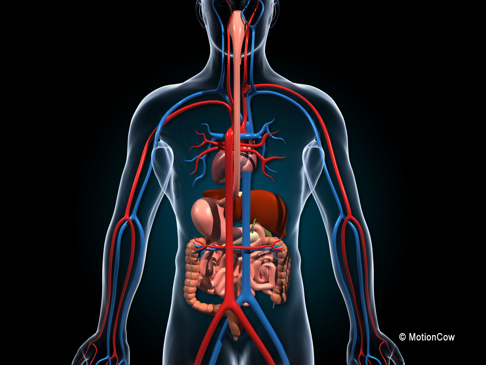 Human Digestive System 3D model_8