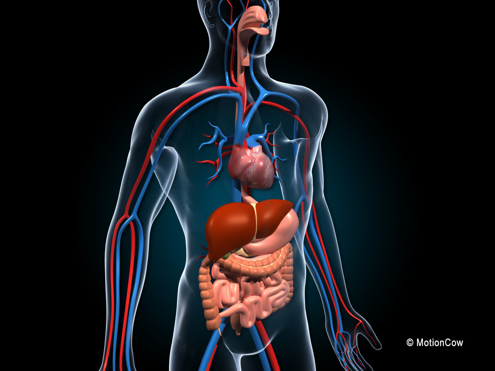 Human Digestive System 3D model_7
