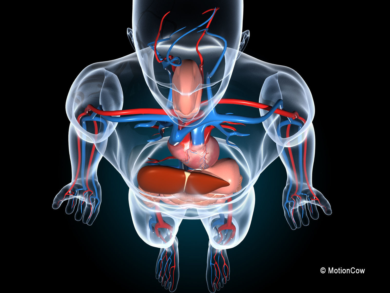 Human Digestive System 3D model_9