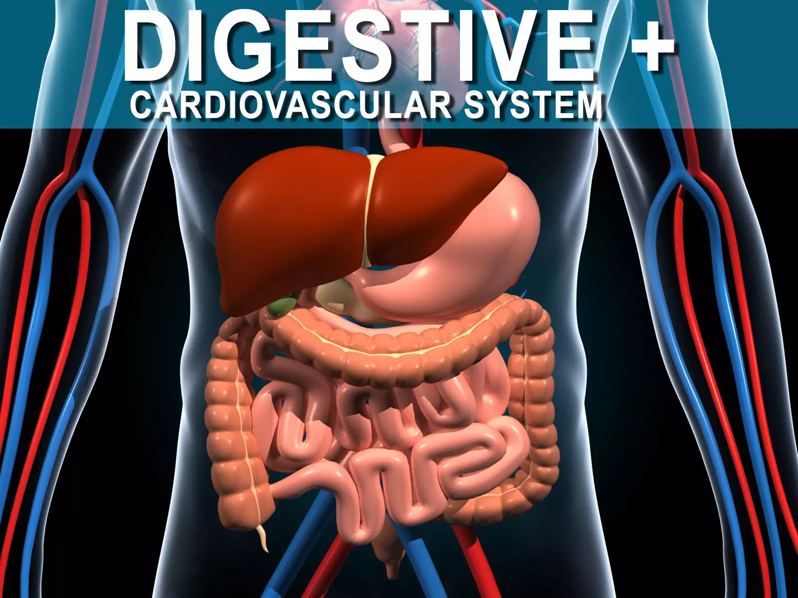 Human Digestive System 3D model_0