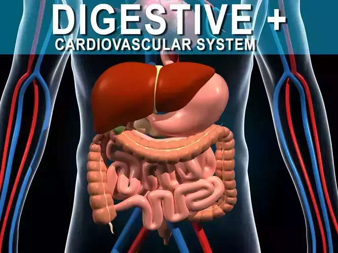 Human Digestive System 3D model