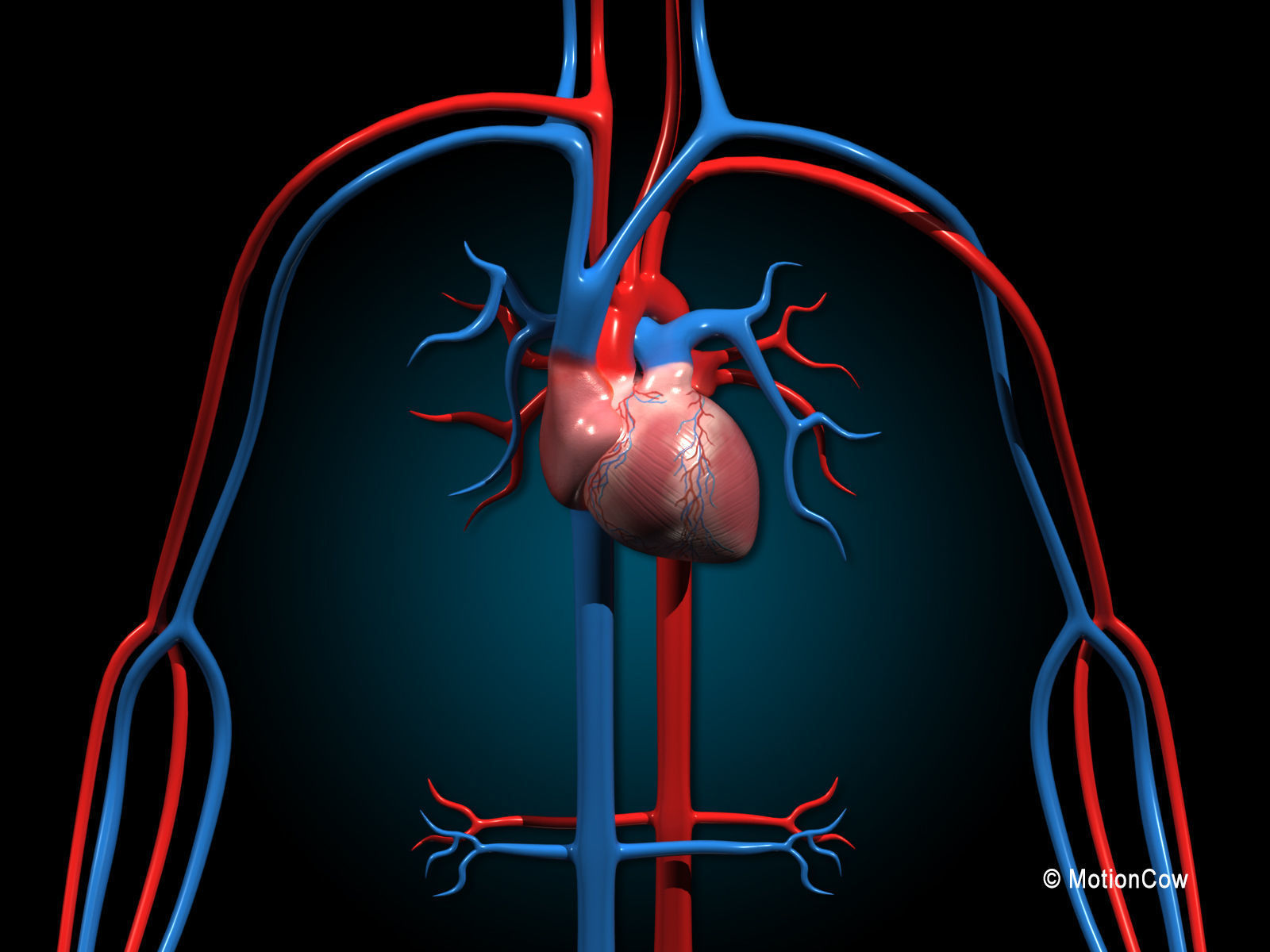 Human Digestive System 3D model_12
