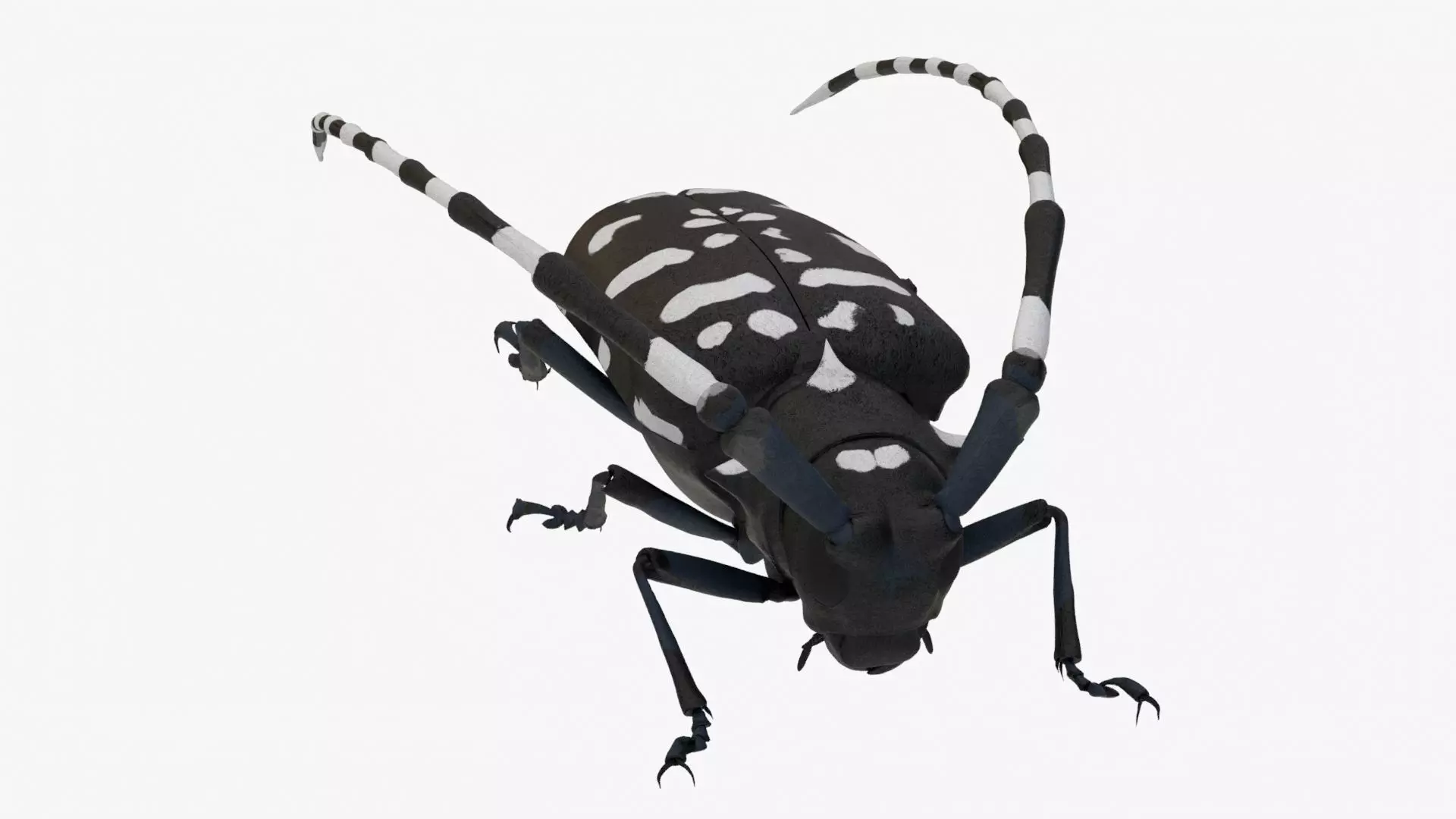 4K Longhorn Beetle Low-poly 3D model_0