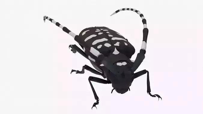 4K Longhorn Beetle