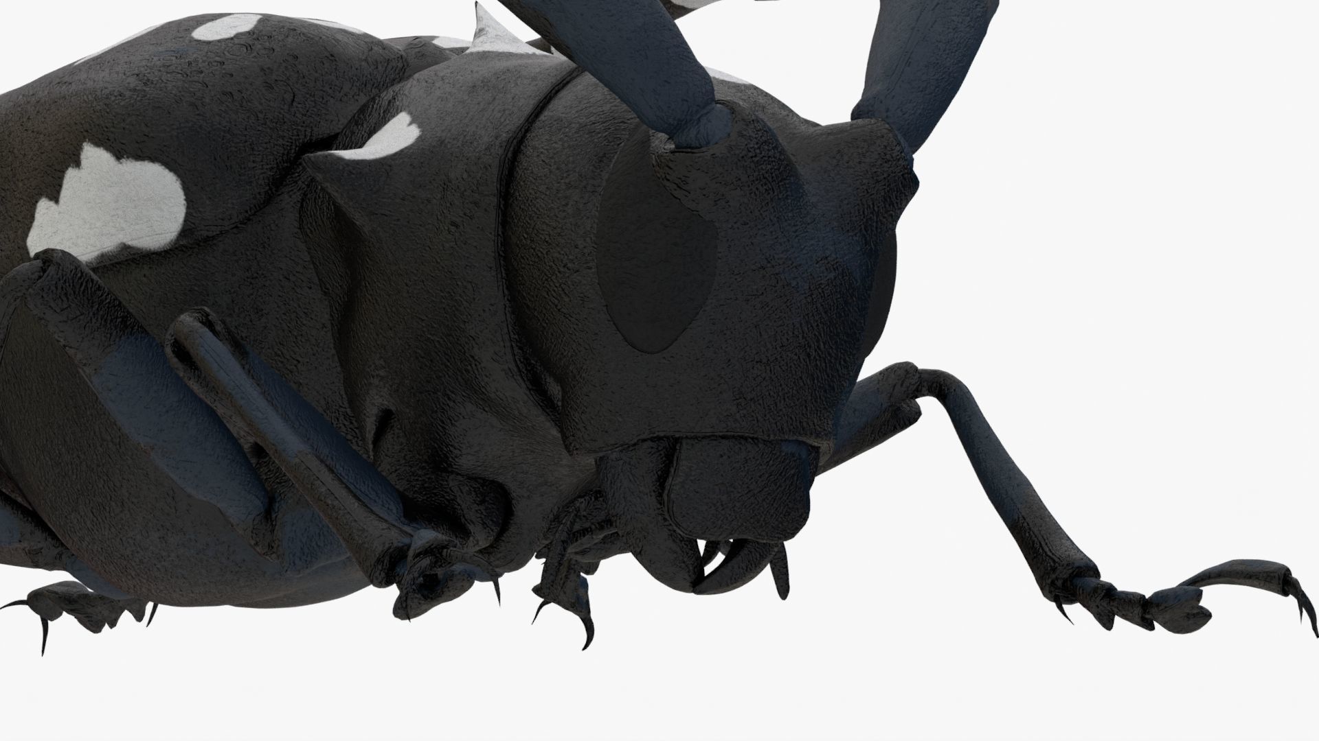 4K Longhorn Beetle Low-poly 3D model_9