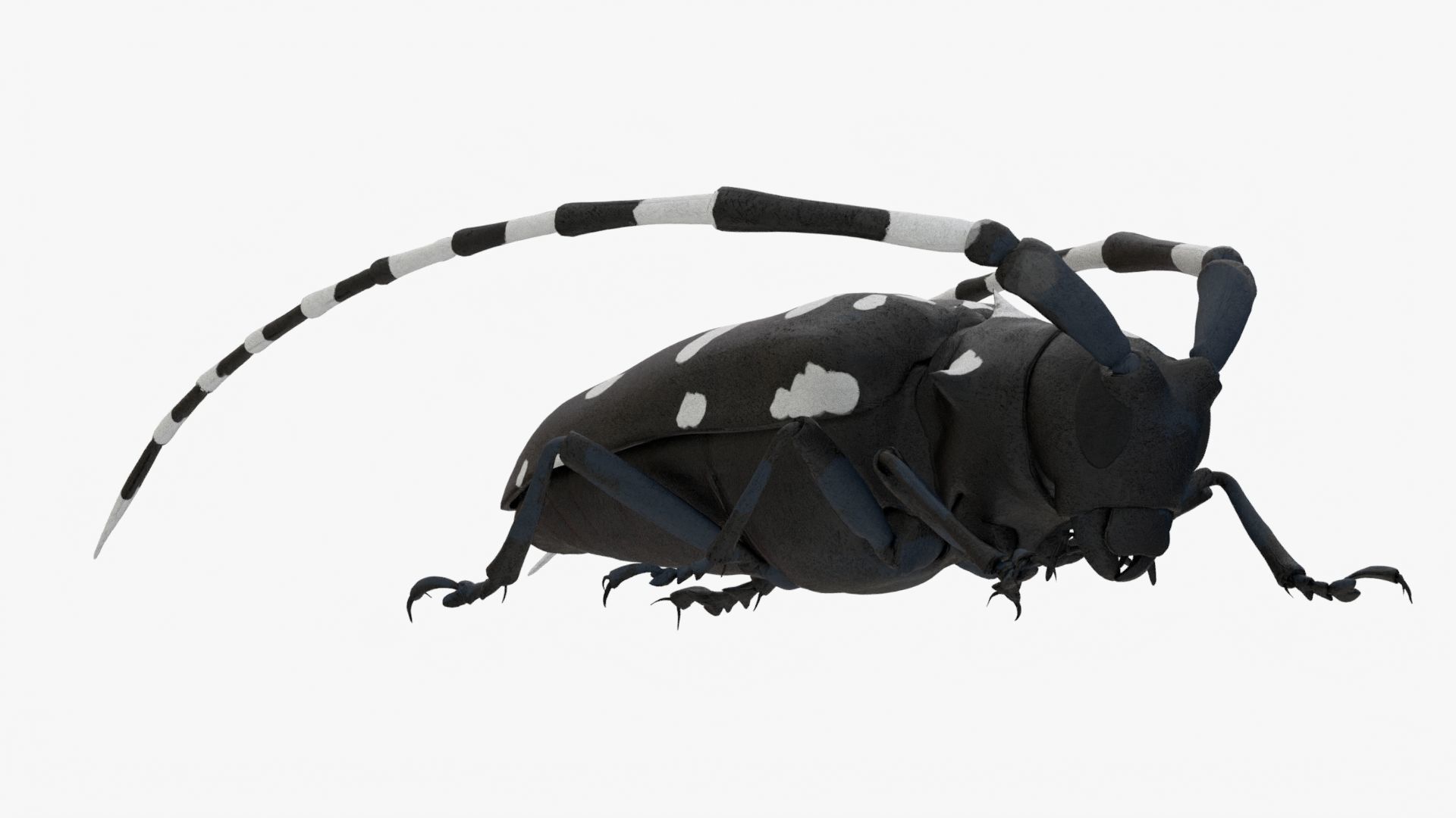 4K Longhorn Beetle Low-poly 3D model_8