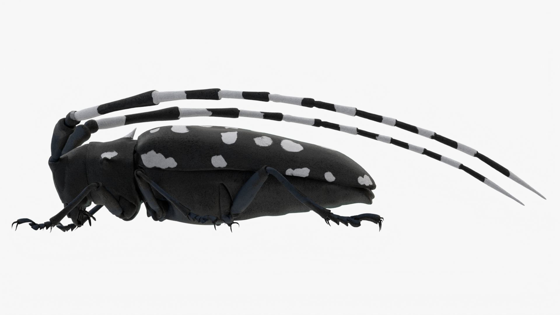 4K Longhorn Beetle Low-poly 3D model_3