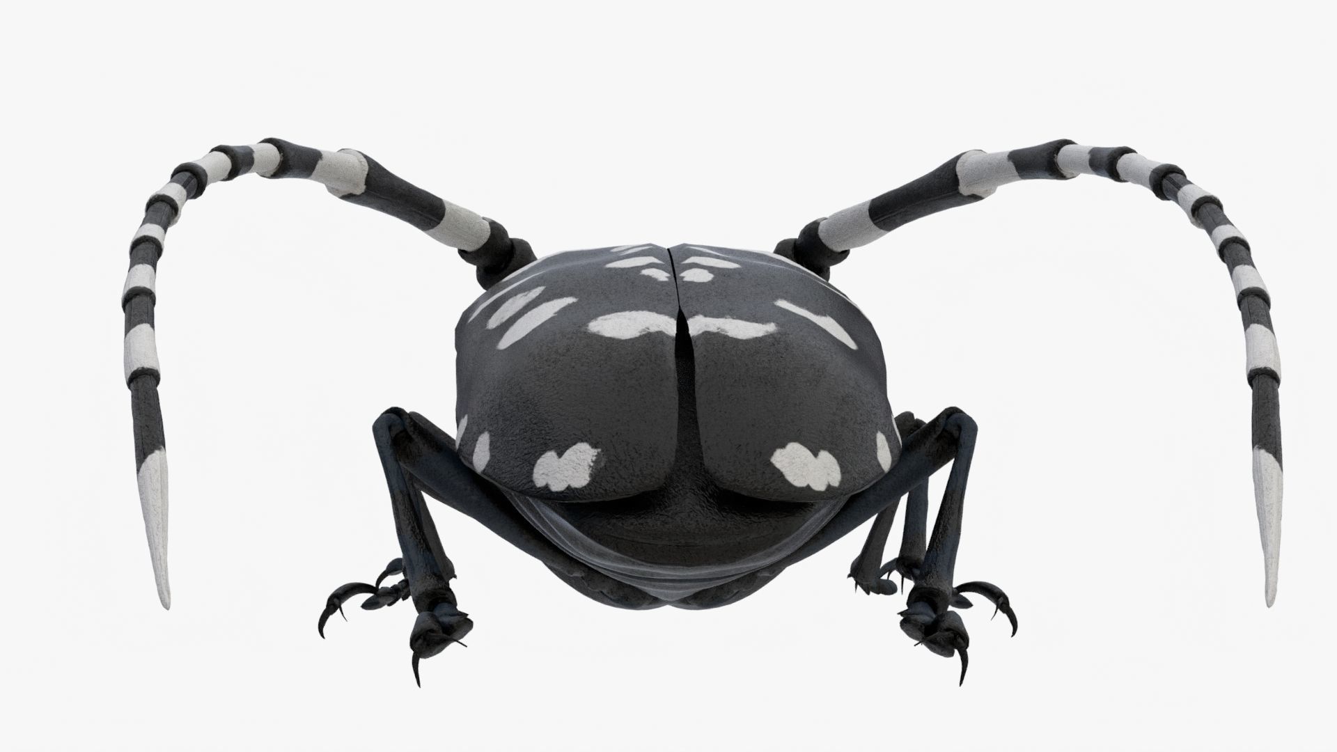 4K Longhorn Beetle Low-poly 3D model_5