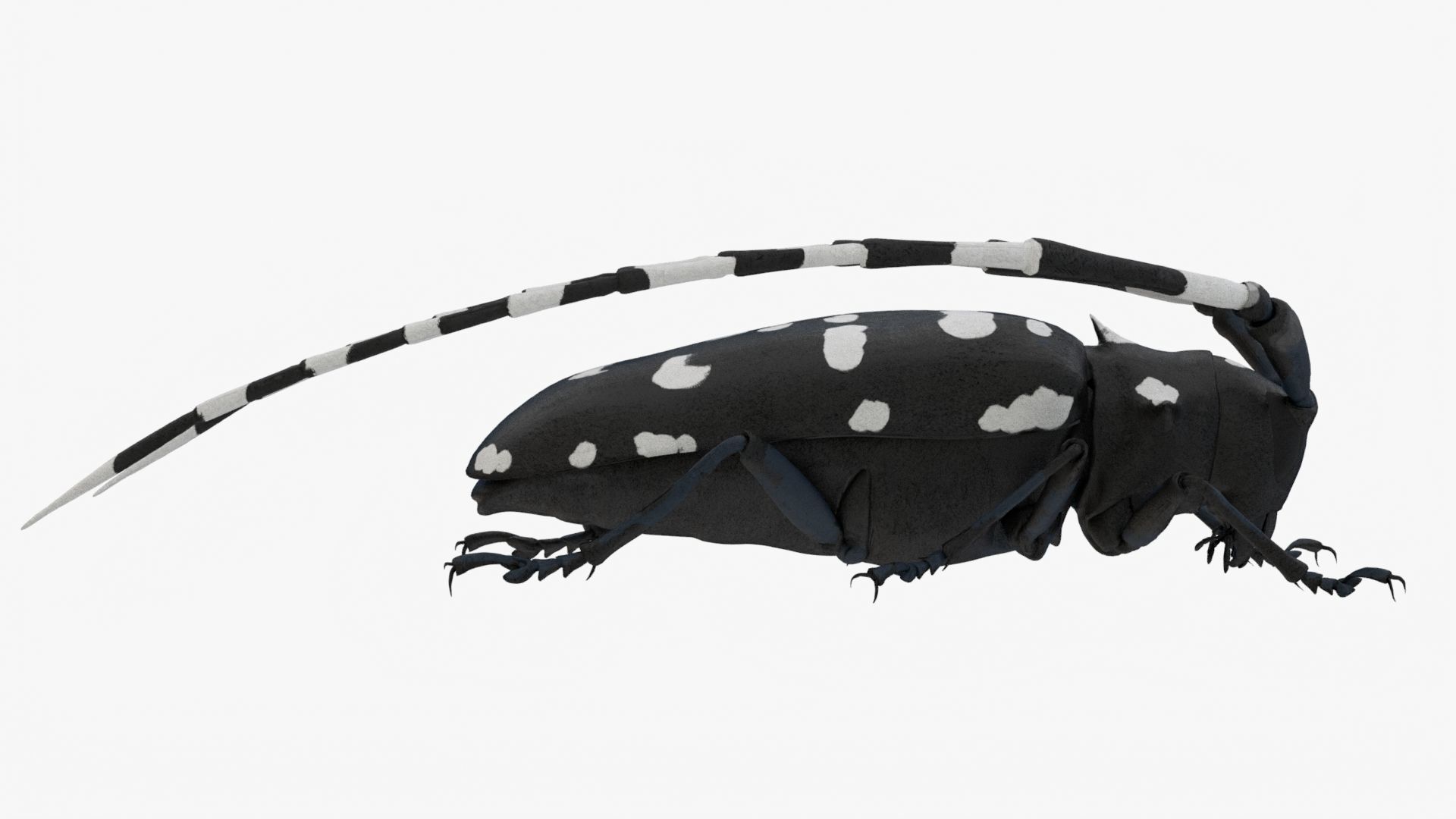 4K Longhorn Beetle Low-poly 3D model_7