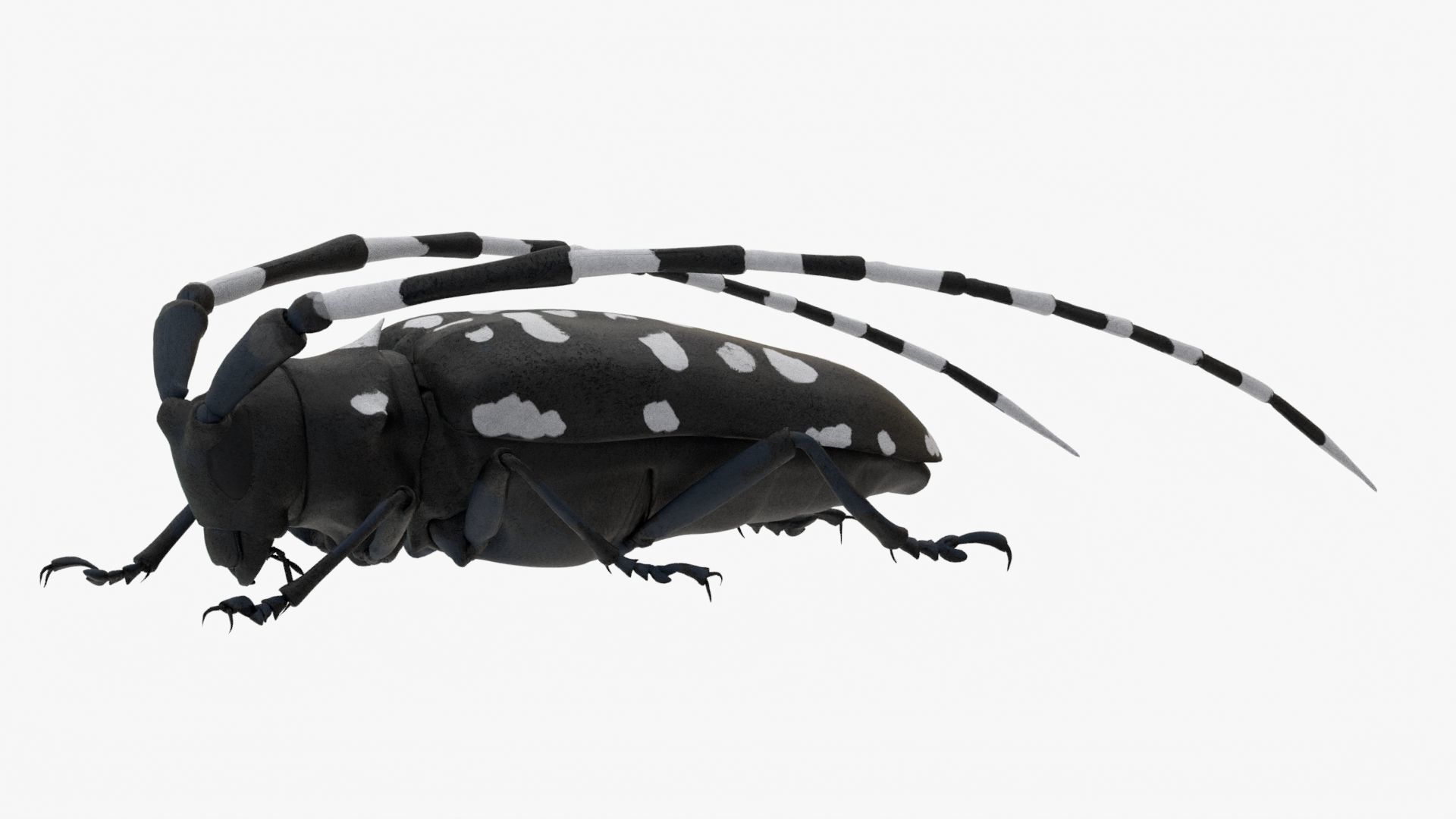 4K Longhorn Beetle Low-poly 3D model_2