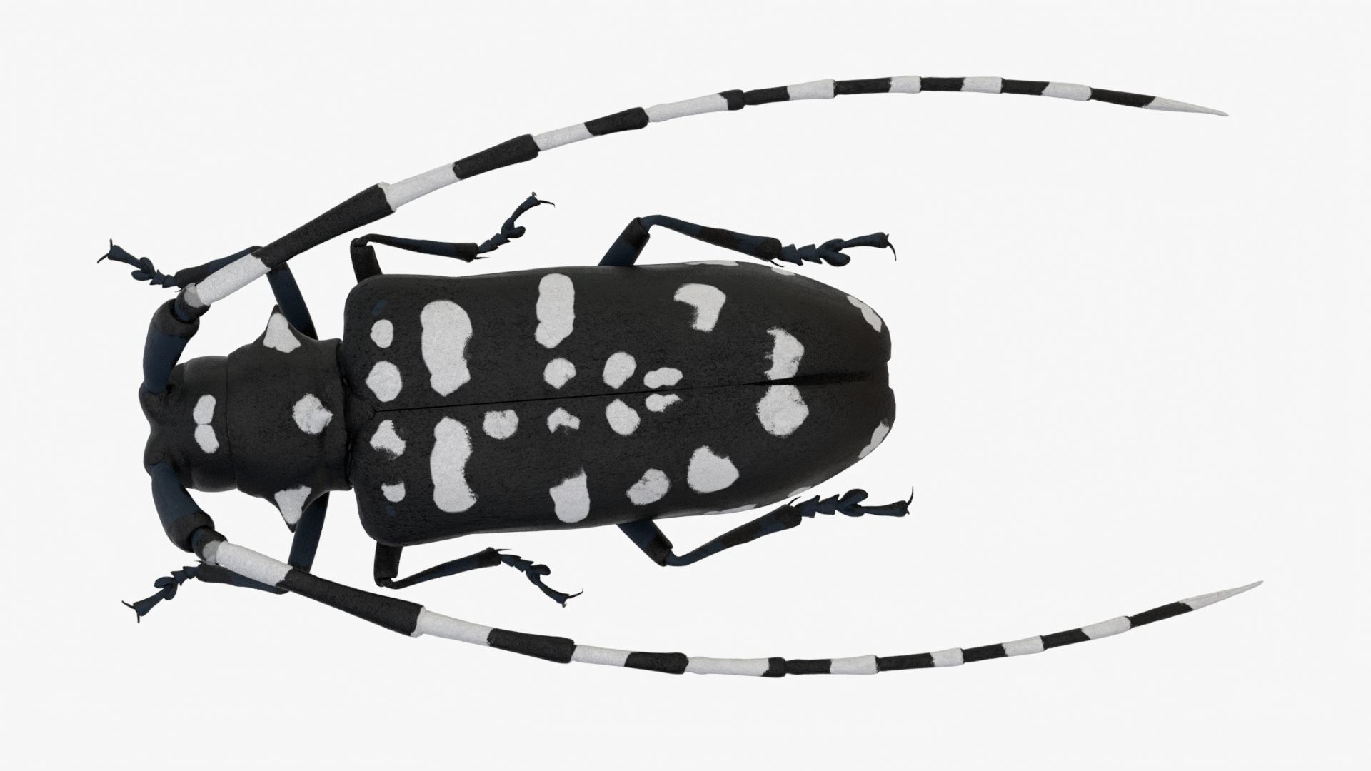 4K Longhorn Beetle Low-poly 3D model_4