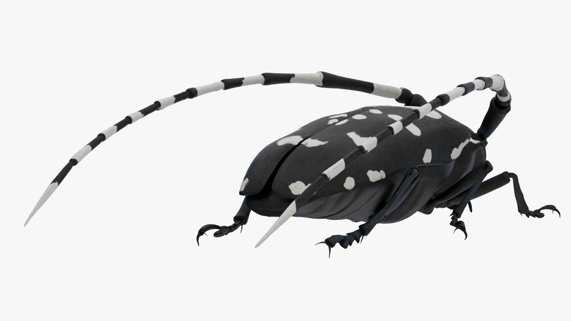 4K Longhorn Beetle Low-poly 3D model_6
