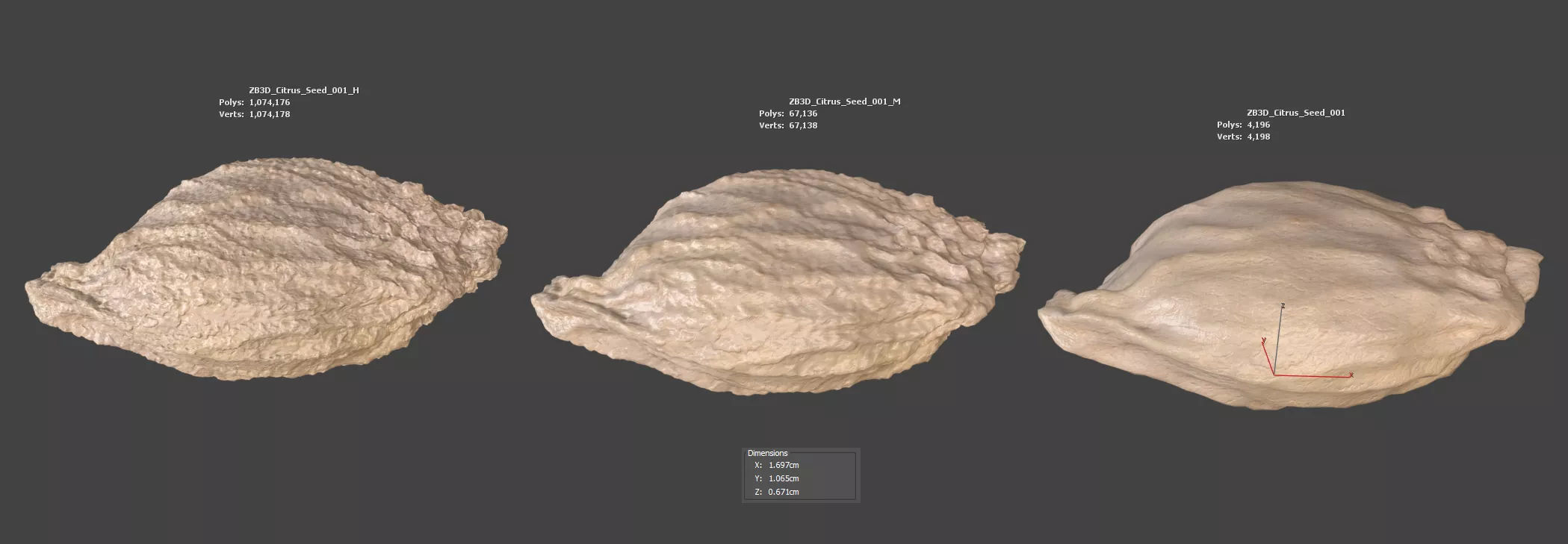 Citrus Seed 3D model_5