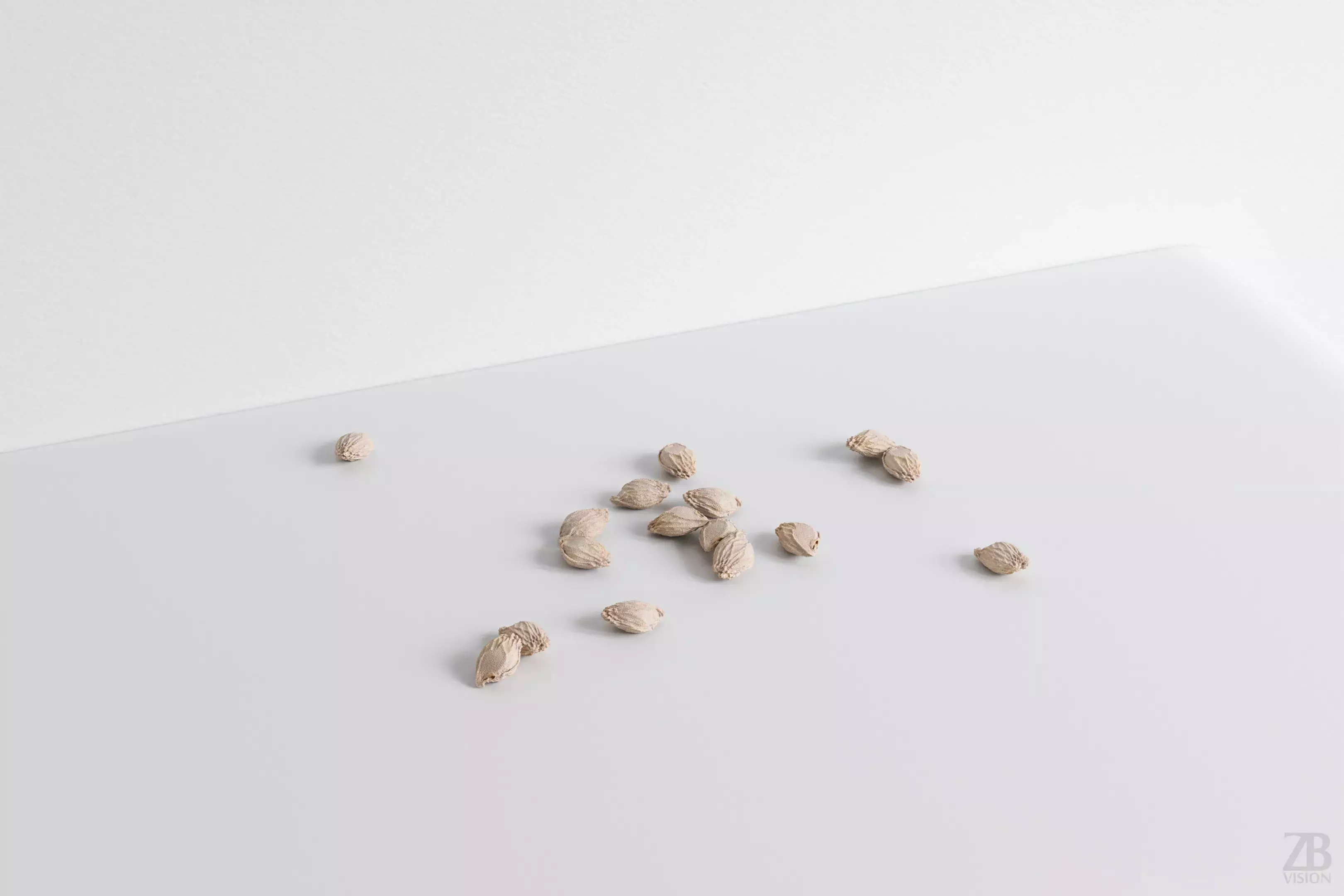 Citrus Seed 3D model_0