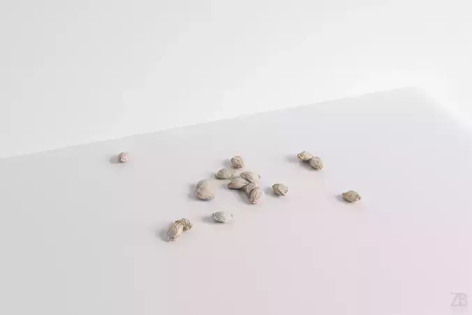 Citrus Seed 3D model