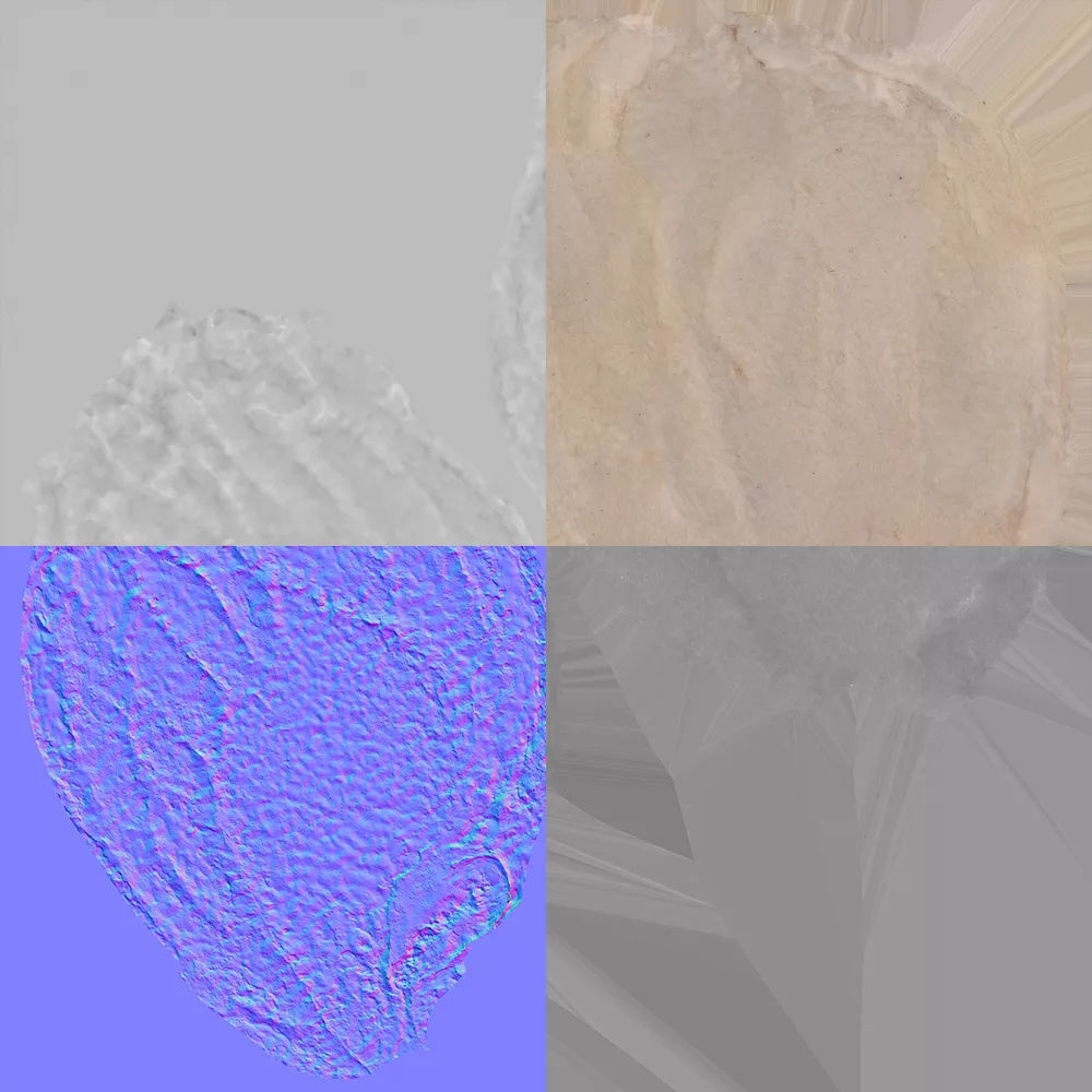 Citrus Seed 3D model_8