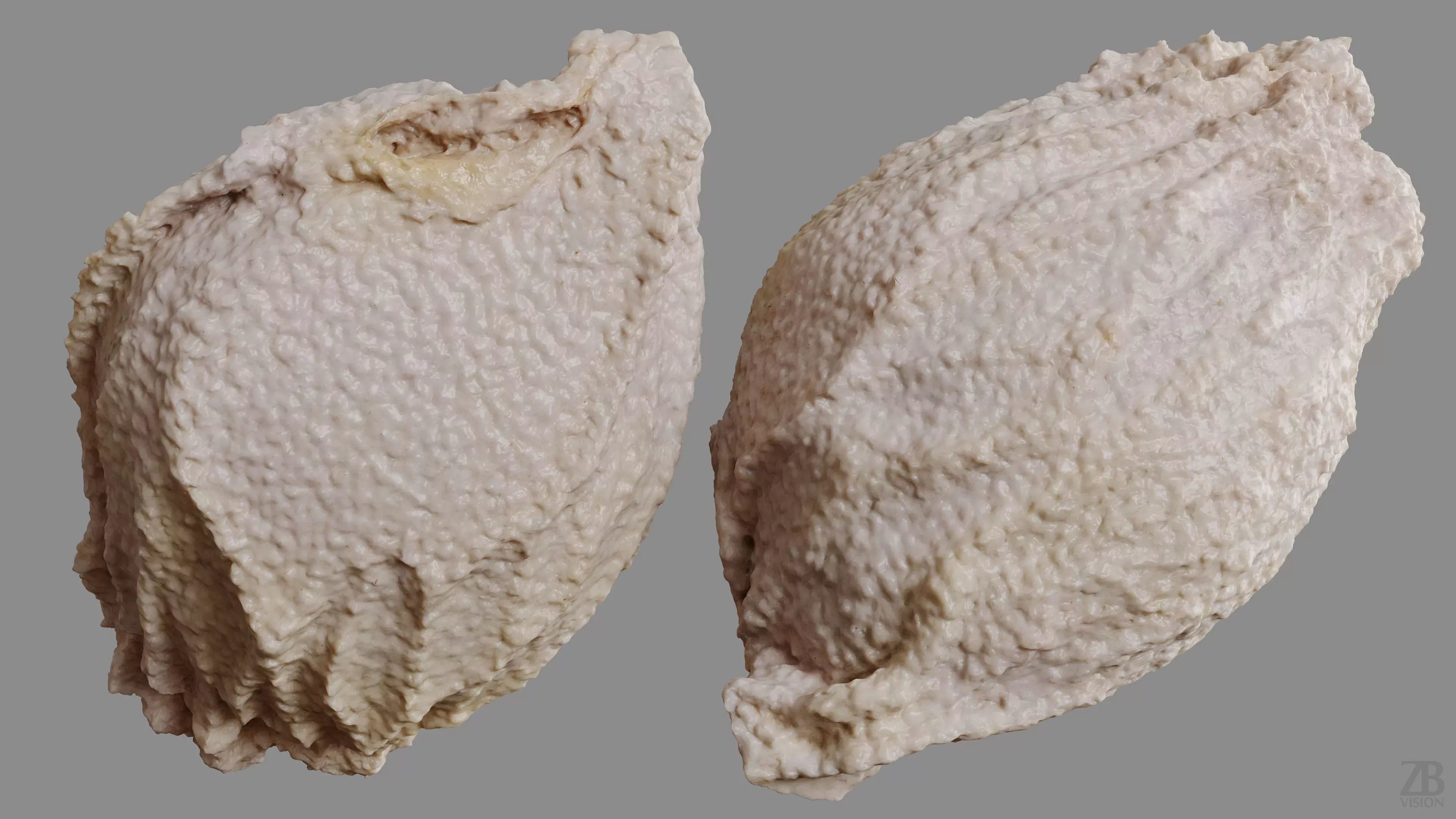 Citrus Seed 3D model_9