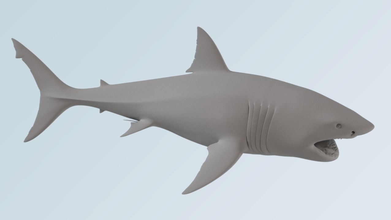 Shark  3D model_3