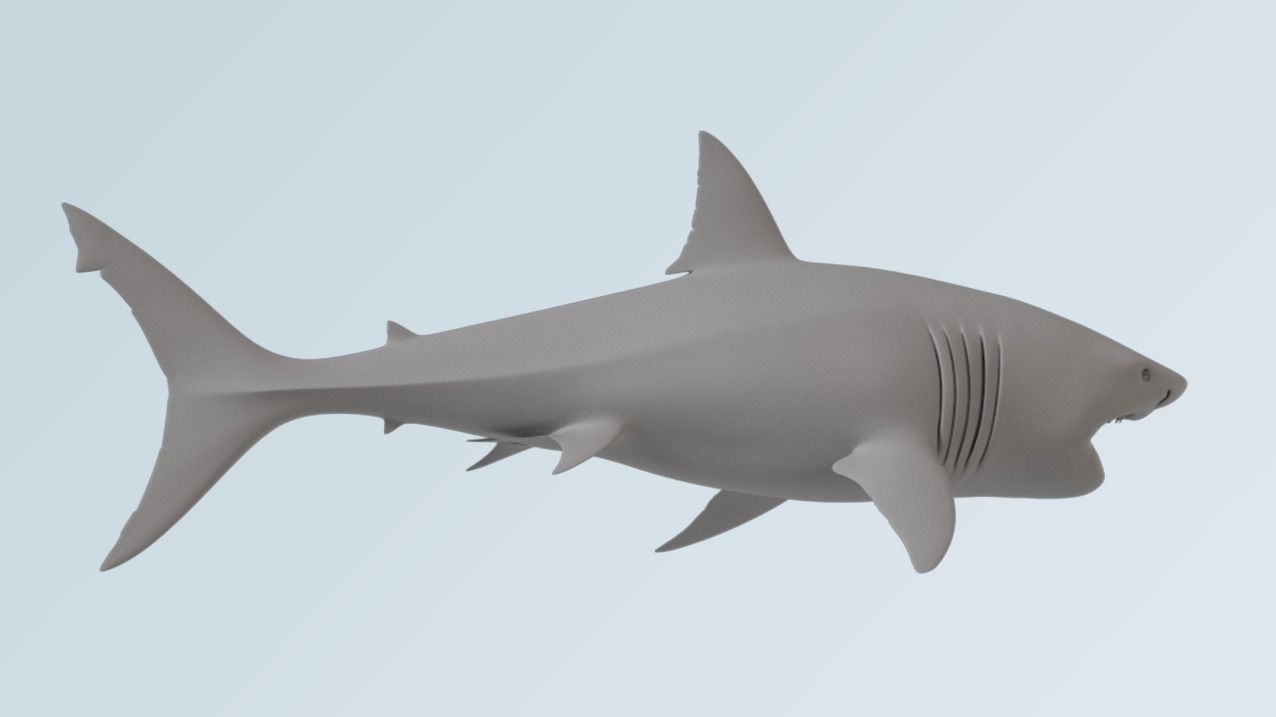 Shark  3D model_2