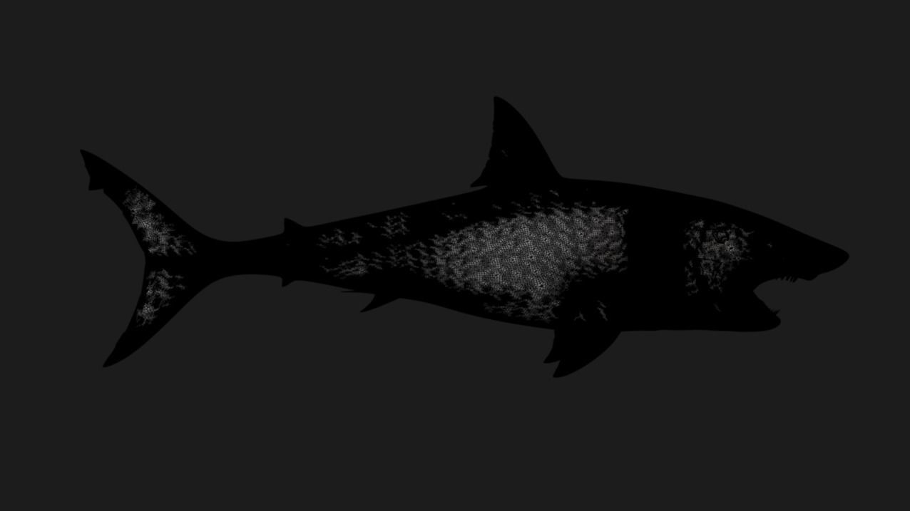 Shark  3D model_7