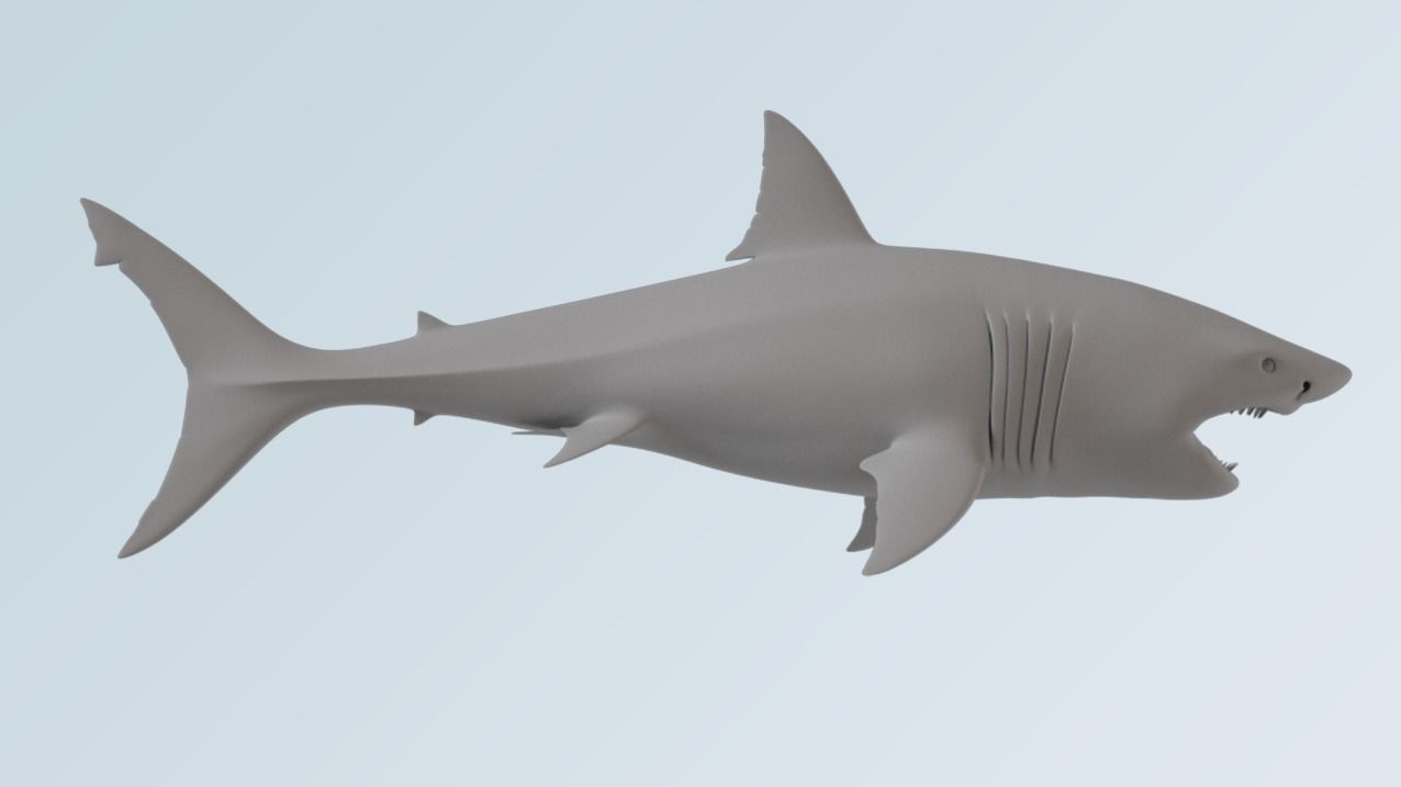 Shark  3D model_1
