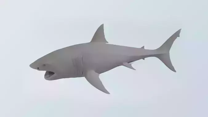 Shark 