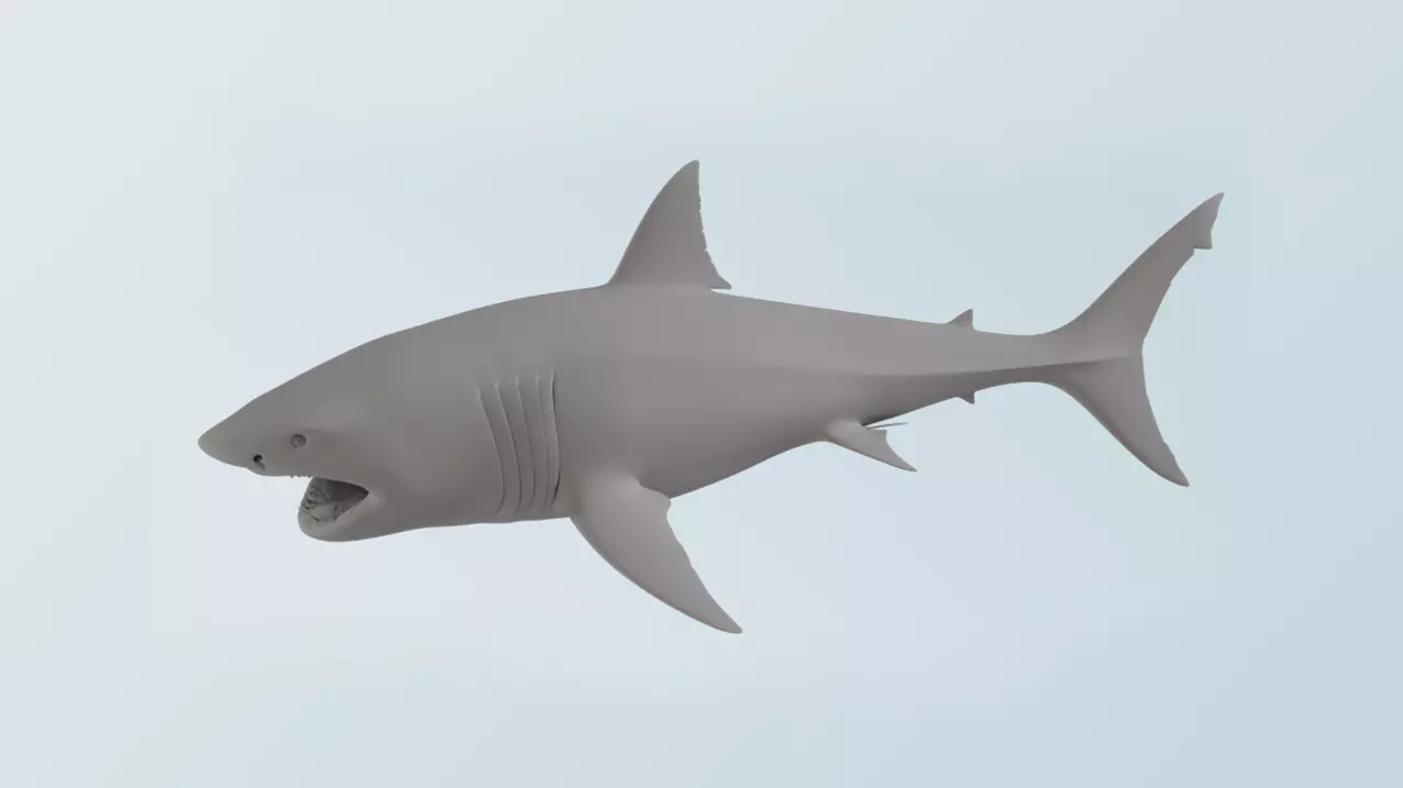Shark  3D model_0