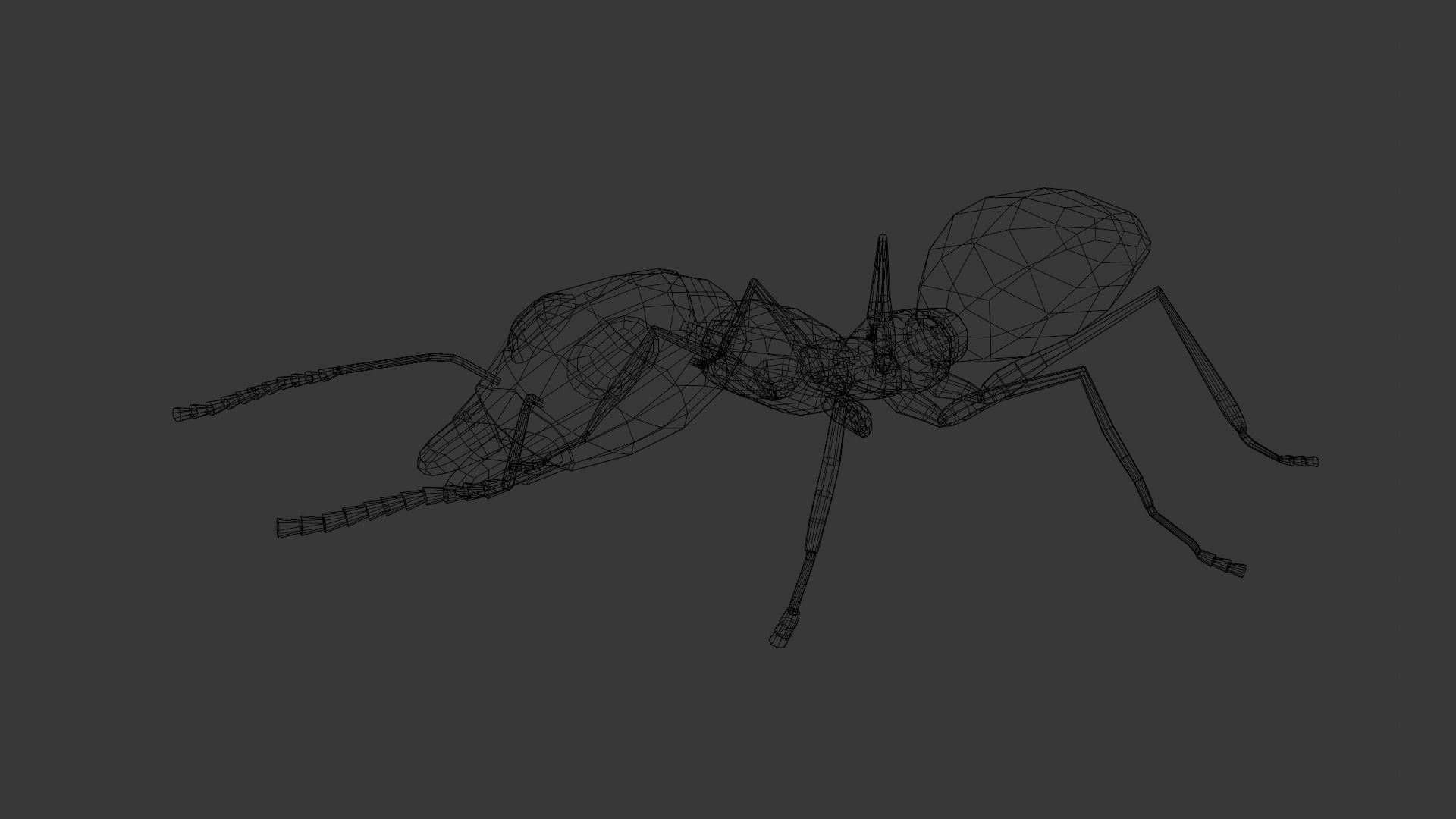 Ant 3D Model Animated and Rigged Low-poly 3D model_14