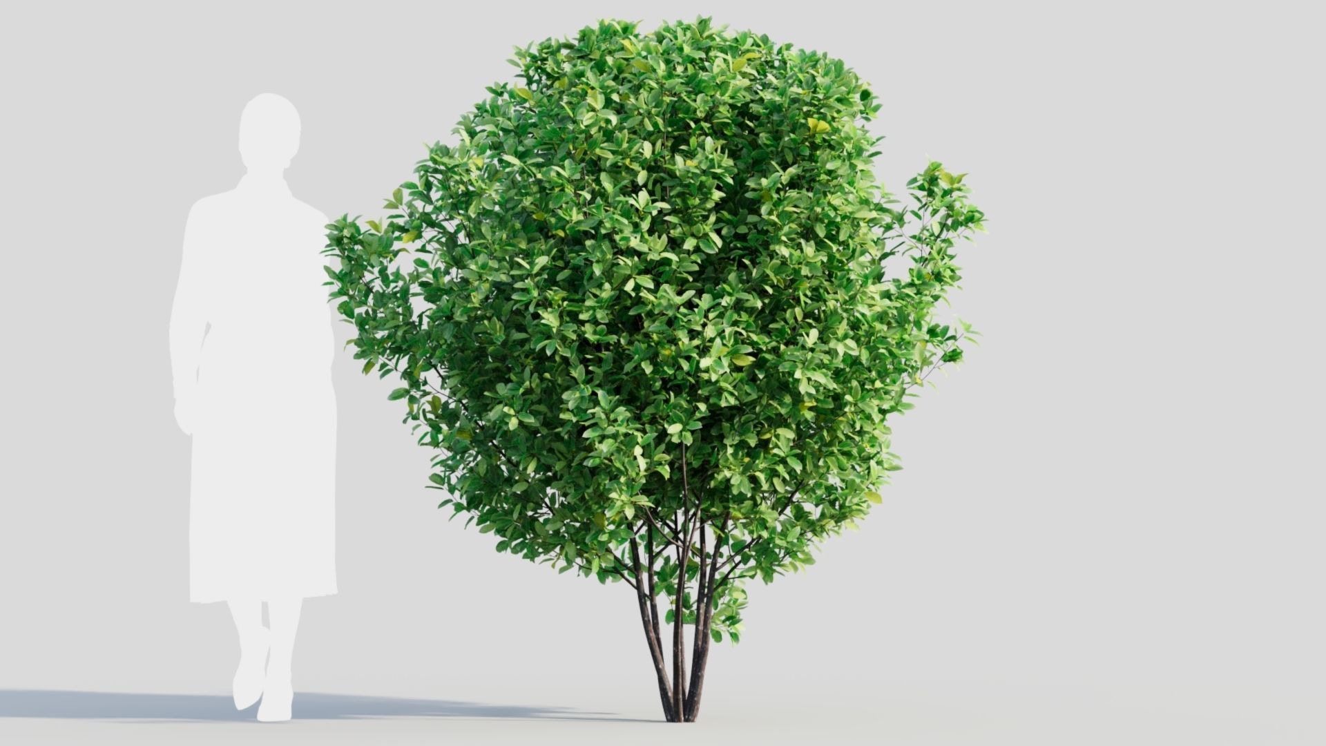 Rhamnus Frangula b 3D model_7