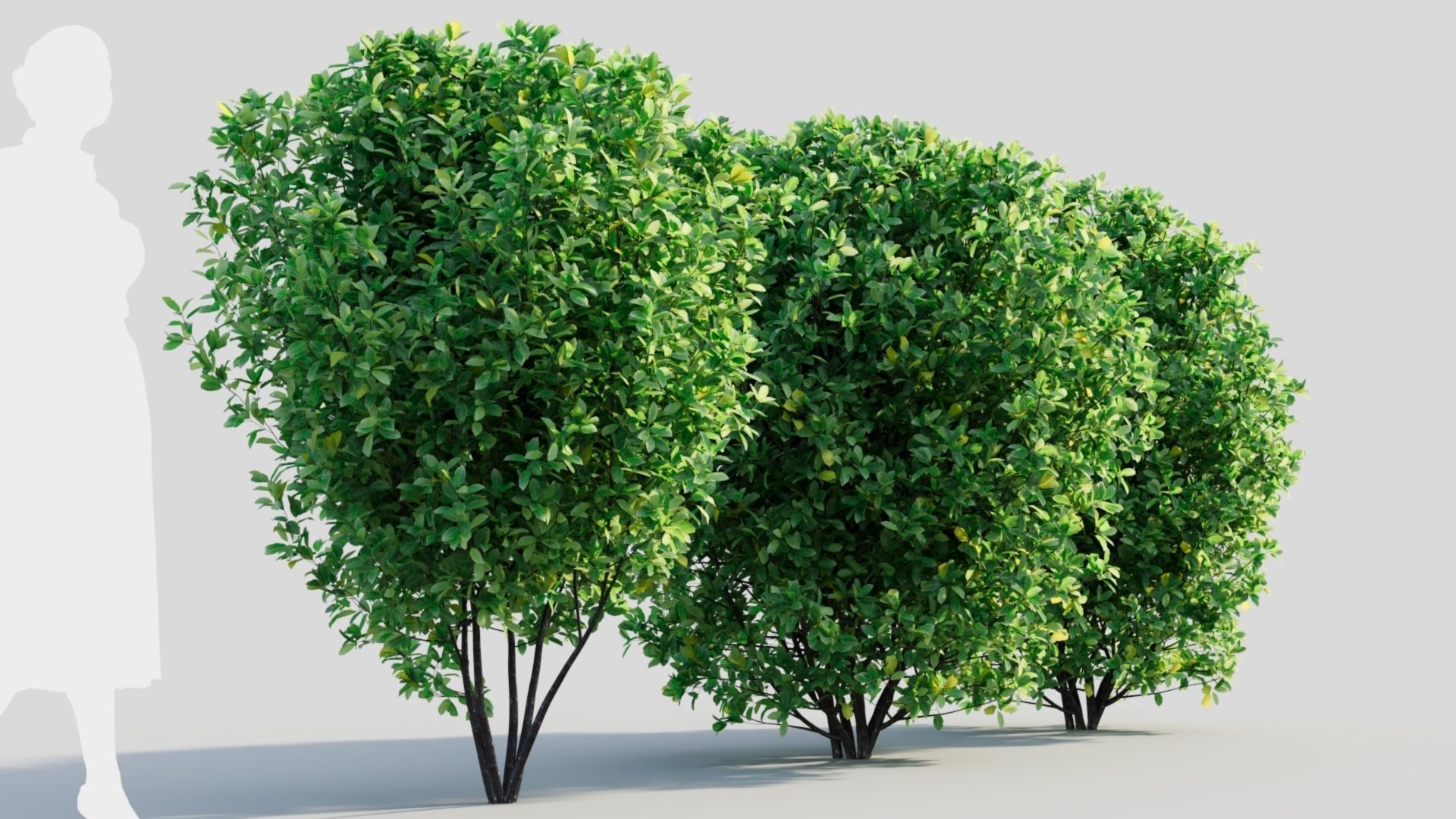 Rhamnus Frangula b 3D model_5
