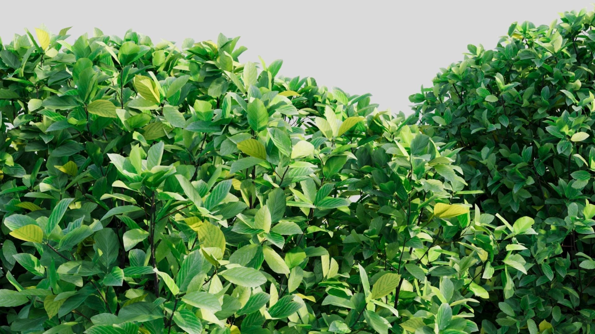 Rhamnus Frangula b 3D model_1