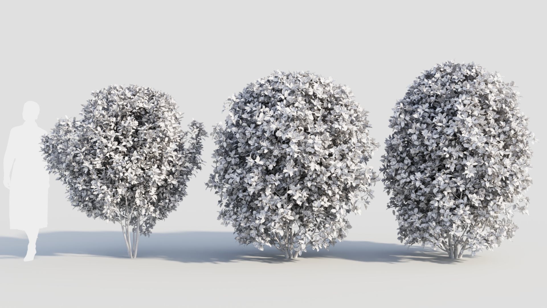 Rhamnus Frangula b 3D model_10