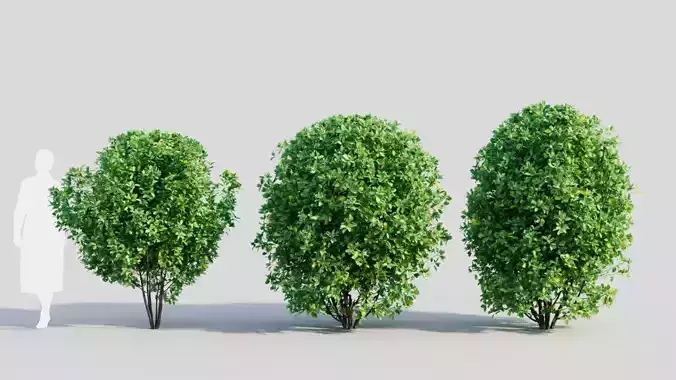 Rhamnus Frangula b 3D model