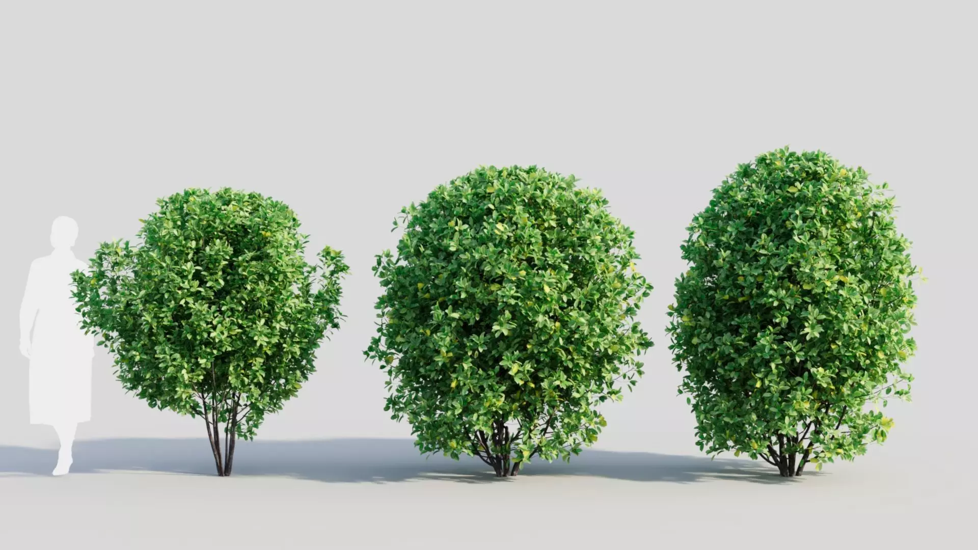 Rhamnus Frangula b 3D model_0