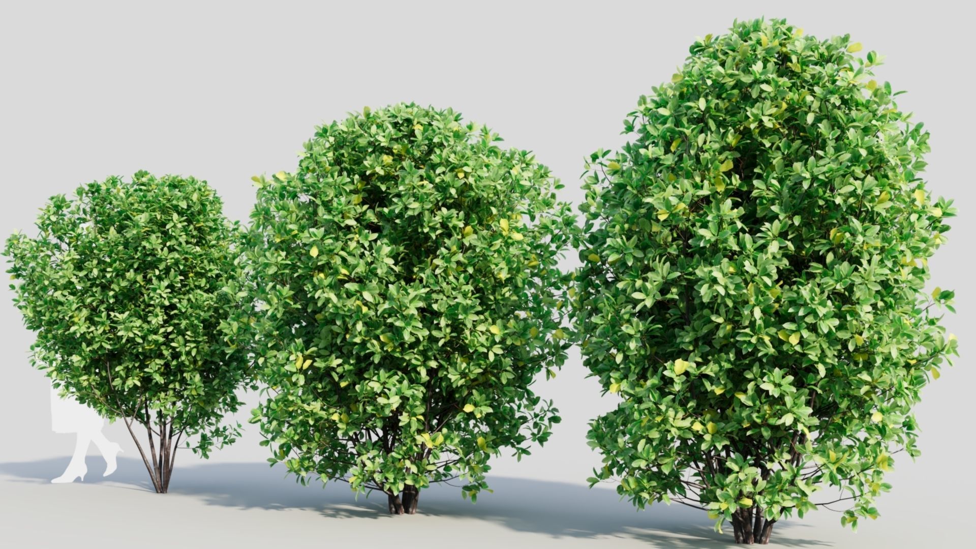 Rhamnus Frangula b 3D model_3