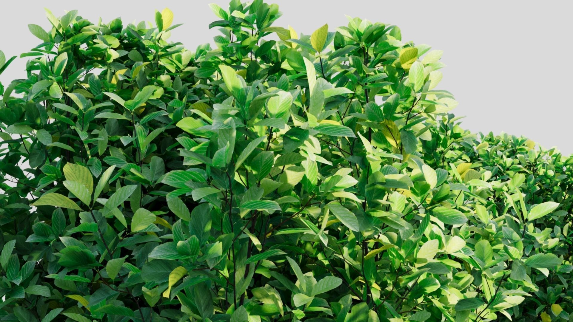 Rhamnus Frangula b 3D model_2