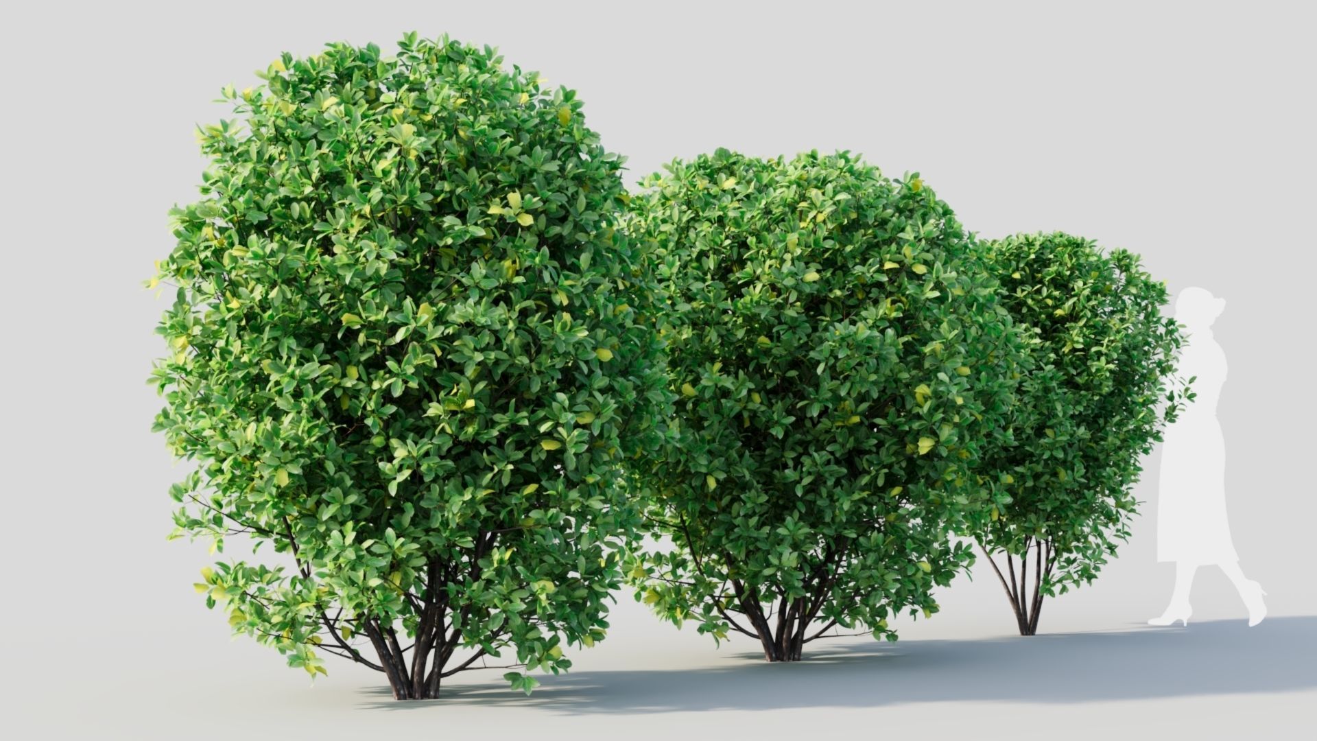 Rhamnus Frangula b 3D model_6