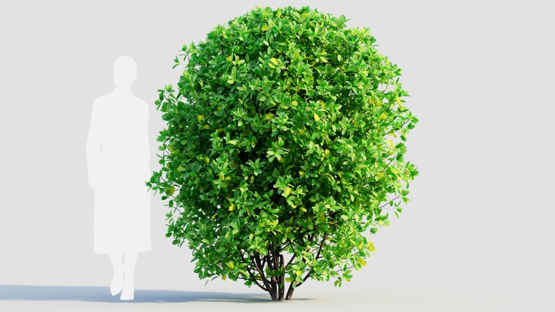 Rhamnus Frangula b 3D model_8