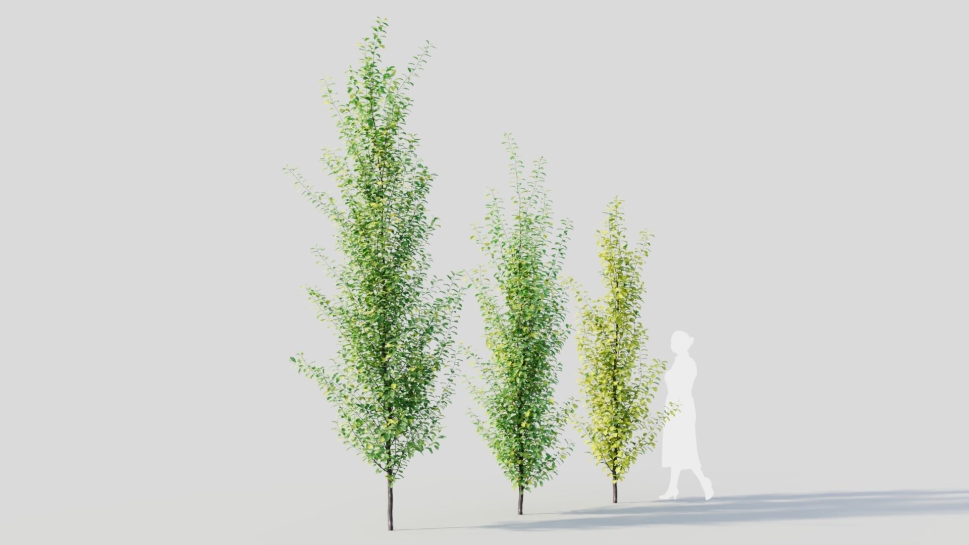 Rhamnus Frangula c 3D model_6