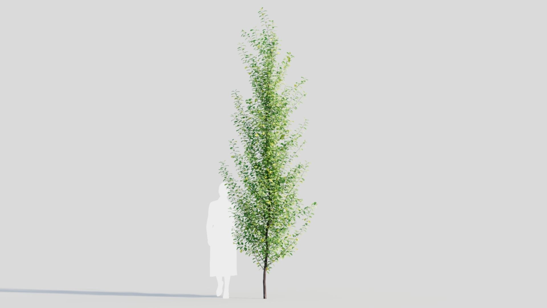 Rhamnus Frangula c 3D model_9