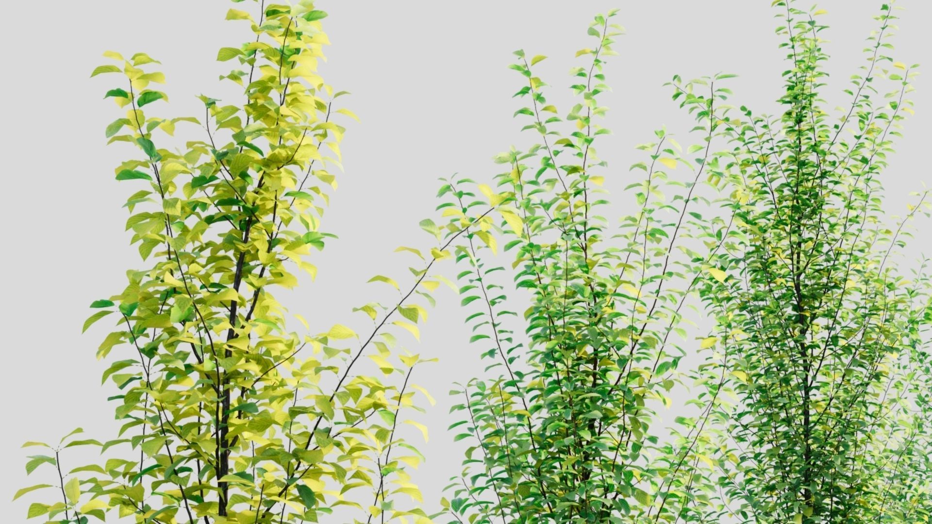 Rhamnus Frangula c 3D model_1