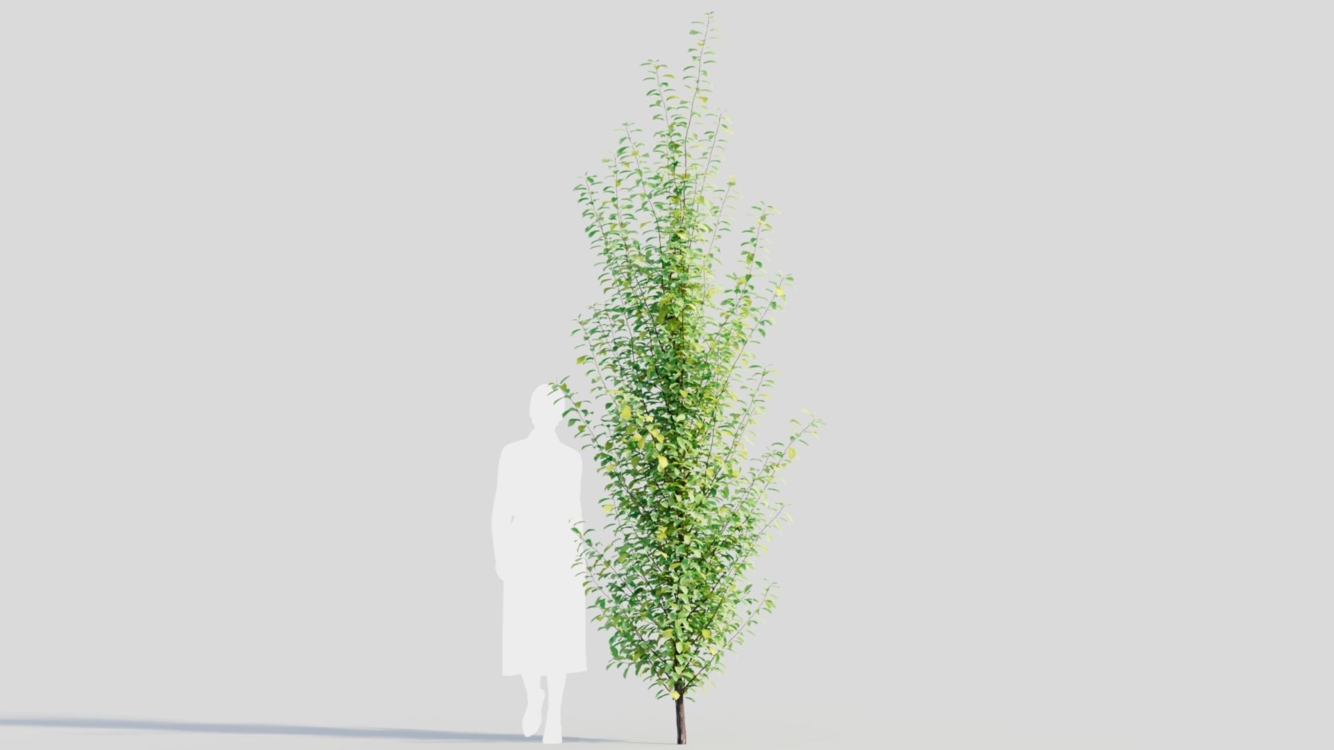 Rhamnus Frangula c 3D model_8