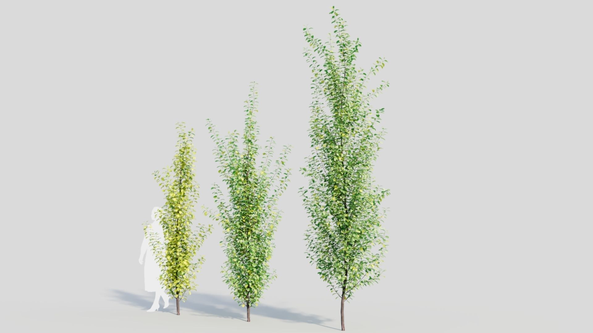 Rhamnus Frangula c 3D model_3